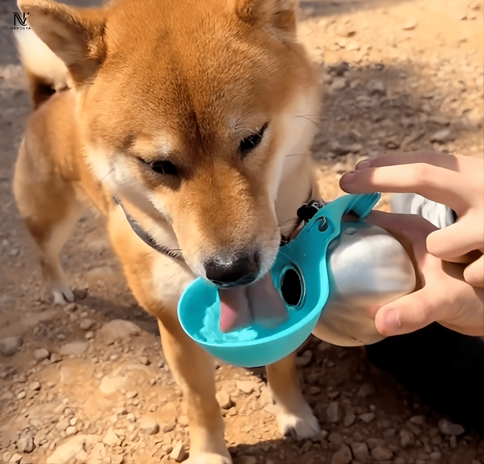 Gourde portable pour chien – Ne laissez plus votre chien manquer d’eau en balade